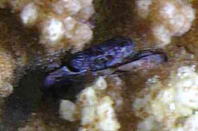 Commensal (sans doute un Trapeziidaea) dans un pocillopora